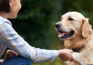 ربما تصبح الكلاب حساسة بشكل خاص تجاه الكيفية التي يتعامل بها الناس مع أصحابها